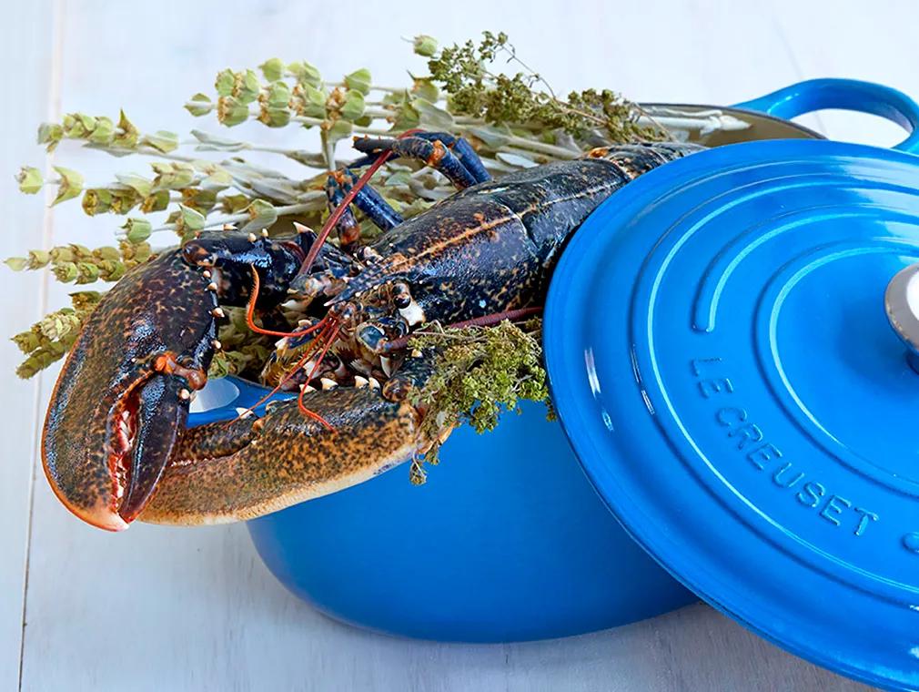 Homard bleu de bretagne cuit en cocotte aux vapeurs d'origan des montagnes
